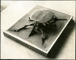 066-03: Turtle Fossil with Shell by George Fryer Sternberg 1883-1969