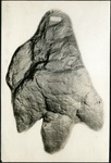 069-03: Fossil Sample by George Fryer Sternberg 1883-1969