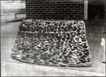 071-04: Rock Slab by George Fryer Sternberg 1883-1969