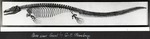 072-02: Denver Museum Fossil Mosasaur by George Fryer Sternberg 1883-1969