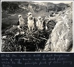 077-02: 15-22 Four Ferruginous Hawks in a Nest by George Fryer Sternberg 1883-1969