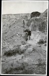 079-01: Hauling Sections of Petrified Trees Down the Outcropping by George Fryer Sternberg 1883-1969