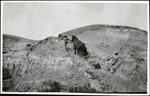 079-02: Hauling Sections of Petrified Trees Up the Hillside by George Fryer Sternberg 1883-1969