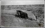 079-04: Hauling Sections of Petrified Trees Up the Slope by George Fryer Sternberg 1883-1969