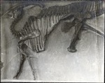 089-01: Parasaurolophus Skeleton by George Fryer Sternberg 1883-1969