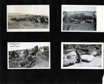 108-00: Four Black and White Photographs by George Fryer Sternberg 1883-1969