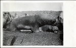 108-02: South American Sea Lion and Pup by George Fryer Sternberg 1883-1969