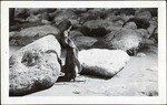 108-04: Penguin Between Rocks by George Fryer Sternberg 1883-1969