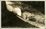 124-04: White Tail Squirrel at Kaibab National Forest by George Fryer Sternberg 1883-1969
