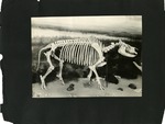 126-00: Free Standing Skeleton of a Moropus