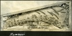 004_03: Mosasaur by George Fryer Sternberg 1883-1969