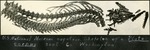 004_04: Skeleton of a Platecarpus by George Fryer Sternberg 1883-1969