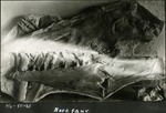 011_02: No. 50-25 Mosasaur by George Fryer Sternberg 1883-1969