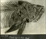 025_03 33-26 Close Up of a Fish Skull by George Fryer Sternberg 1883-1969