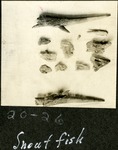 027_06: 20-26 Snout fish by George Fryer Sternberg 1883-1969