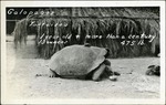 028_02: Galapagos Tortoises by George Fryer Sternberg 1883-1969