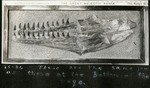 029_01:Tylosaurus Jaws by George Fryer Sternberg 1883-1969