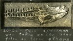 029_03: Mosasaur Jaws by George Fryer Sternberg 1883-1969