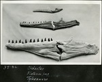 029_04: 37-26 Clidastes, Platecarpus, Tylosaurus by George Fryer Sternberg 1883-1969