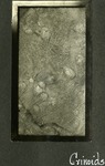 036_01: Crinoids by George Fryer Sternberg 1883-1969