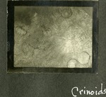 036_02: Crinoids by George Fryer Sternberg 1883-1969