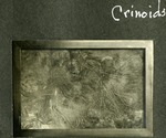 036_03: Crinoids by George Fryer Sternberg 1883-1969