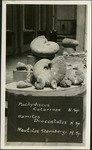036_05: Various Fossil Specimens by George Fryer Sternberg 1883-1969