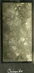 036_06: Crinoids by George Fryer Sternberg 1883-1969