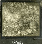 036_07: Crinoids by George Fryer Sternberg 1883-1969