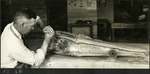 038_02: 55-26 Preparing Tylosaurus in the Lab by George Fryer Sternberg 1883-1969
