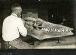 038_04: 57-26 George Sternberg Mounting a Tylosaurus by George Fryer Sternberg 1883-1969