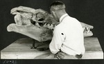 039_01: 59-26 George Sternberg Preparing Tylosaurus Fossil by George Fryer Sternberg 1883-1969