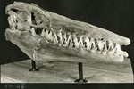 039_02: 56-26 Large Tylosaurus Fossil Specimen by George Fryer Sternberg 1883-1969