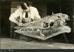 039_03: 60-26 Preparing Large Tylosaurus Fossil Specimen by George Fryer Sternberg 1883-1969