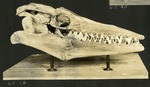 039_04: 62-26 Tylosaurus Fossil Specimen by George Fryer Sternberg 1883-1969