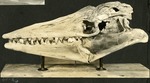 039_05: 61-26 Tylosaurus Fossil by George Fryer Sternberg 1883-1969