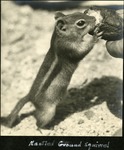 048_02: Mantled Ground Squirrel by George Fryer Sternberg 1883-1969