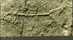 048_03: 19-28 Fossil Specimen by George Fryer Sternberg 1883-1969