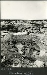 055_01: 25-27 Titanothere Skeleton by George Fryer Sternberg 1883-1969
