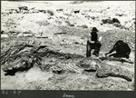 055_02: 26-27. Titanothere skeleton by George Fryer Sternberg 1883-1969