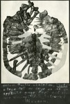 057_01: 4886-F Turtle skeleton, Protostega by George Fryer Sternberg 1883-1969