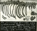 061_02: Incomplete Skeleton of a Medium Sized Tylosaur by George Fryer Sternberg 1883-1969