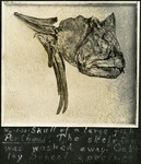 061_03: No. 1-25 Skull of a Fish Portheus by George Fryer Sternberg 1883-1969