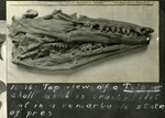 061_04: 16-26. Top view of Skull by George Fryer Sternberg 1883-1969