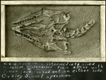 062_01: No. 4-25 Skull of a Mosasaur Platecarpus by George Fryer Sternberg 1883-1969
