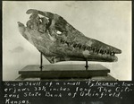 062_02: No. 6-25 Skull of a Tylosaur by George Fryer Sternberg 1883-1969