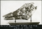 062_04: 7-25 Opposite Side of Tylosaur skull by George Fryer Sternberg 1883-1969