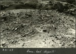 063_03: 29-27 Bone-bed deposit by George Fryer Sternberg 1883-1969