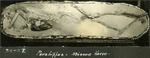 065_01: 35-27 Parahippus of a Miocene Horse by George Fryer Sternberg 1883-1969