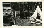 067_02: Bear in Camp by George Fryer Sternberg 1883-1969
